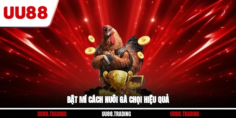 Bật mí cách nuôi gà chọi hiệu quả