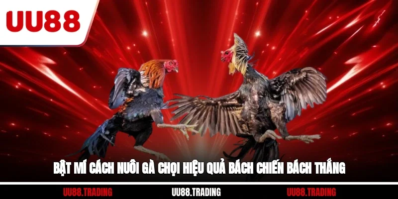 Bật Mí Cách Nuôi Gà Chọi Hiệu Quả, Bách Chiến Bách Thắng