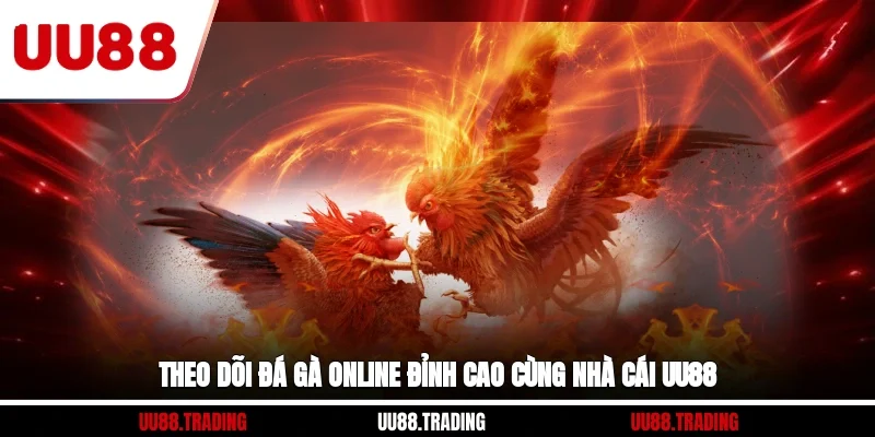 Theo dõi đá gà online đỉnh cao cùng nhà cái UU88