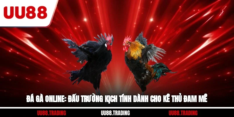 Đá Gà Online: Đấu Trường Kịch Tính Dành Cho Kê Thủ Đam Mê