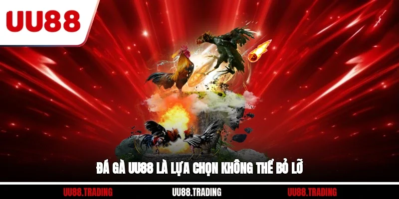 Đá Gà UU88 là lựa chọn không thể bỏ lỡ