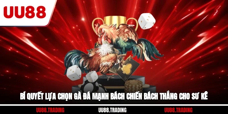 Bí Quyết Lựa Chọn Gà Đá Mạnh Bách Chiến Bách Thắng Cho Sư Kê