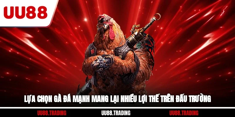 Lựa chọn gà đá mạnh mang lại nhiều lợi thế trên đấu trường
