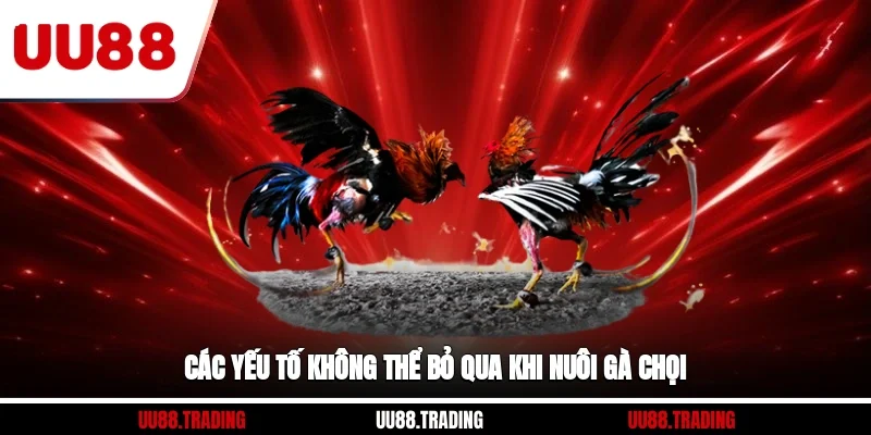 Các yếu tố không thể bỏ qua khi nuôi gà chọi